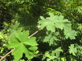 vignette Rubus multibracteatus