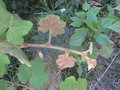 vignette Rubus multibracteatus