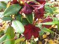 vignette Rhododendron Impy remontant encore au 19 11 09