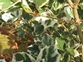 vignette Osmanthus heterophyllus argenteomarginatus toujours fleuri et parfum au 19 11 09