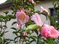 vignette Camellia sasanqua plantation pink au 19 11 09