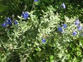 vignette Salvia jamensis ardoise bleue au 19 11 09