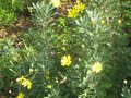 vignette Euryops pectinatus de plus en plus fleuri au 19 11 09