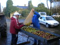 vignette 001 - Jus de pommes : table de triage, nettoyage des pommes, triage des pommes