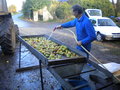 vignette 001 - Jus de pommes : table de triage, nettoyage des pommes, triage des pommes