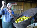 vignette 002 - Jus de pommes : broyage des pommes, broyeur