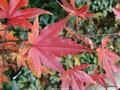 vignette Acer palmatum 'Asahi-zuru ' Erable du japon