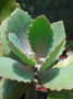vignette Kalanchoe laciniata ssp. faustii
