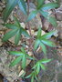 vignette Rubus alpestris