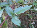 vignette Rubus pentagonus