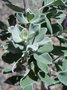 vignette Leucophyllum frutescens