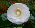 vignette Camélia ' DESIRE ' camellia japonica