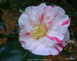 vignette Camélia ' DAINTY ( CALIFORNIA )' camellia japonica