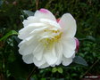 vignette Camélia ' ko-gyoku ' camellia sasanqua, odorant,  variété à confirmer  ?