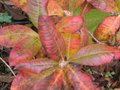 vignette Rhododendron glowing embers au 21 11 09