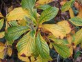 vignette Clethra alnifolia rosea au 21 11 09
