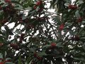 vignette Ilex chestnuf leaf (castaneifolia) couvert de fruits au 21 11 09
