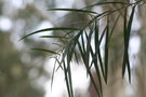 vignette Acacia floribunda 20091024