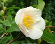 vignette Camlia ' QUINTESSENCE ' camellia hybride