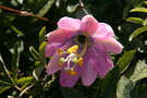 vignette Passiflora pinnastipula