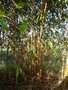 vignette Phyllostachys bambusoides 'castillonis'