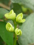 vignette Euphorbia Milii 22 11 09 Ndc
