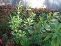 vignette banksia integrifolia 11/2009