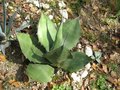 vignette Agave salmiana ssp. crassispina ?