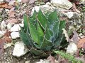 vignette Agave montana