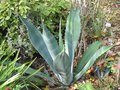 vignette Agave mapisaga