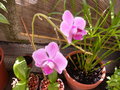 vignette phalaenopsis (orchide)