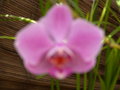 vignette phalaenopsis (orchide )