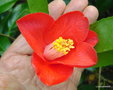 vignette Camélia, camellia  sans nom , un de mes semis
