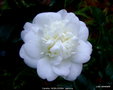 vignette Camélia ' NOBILISSIMA ' camellia japonica