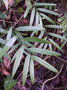 vignette Geitonoplesium cymosum