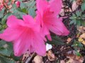 vignette Azalea japonica à fleurs doubles, remontant au 23 11 09