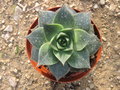 vignette Echeveria purpusorum