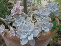 vignette Graptopetalum paragayense