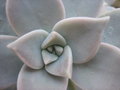 vignette Graptopetalum paragayense