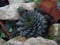 vignette Sempervivum (joubarbe)