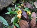 vignette Impatiens mengtszeana cf