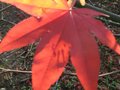 vignette Acer palmatum osakasuki dernières feuilles gros plan au 24 11 09