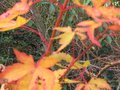 vignette Acer palmatum senkaki dernières feuilles au 24 11 09