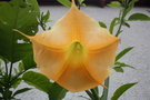 vignette fleur brugmansia