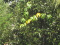 vignette Hodgsonia macrocarpa
