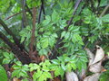 vignette Elatostema diversifolium