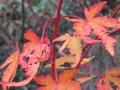 vignette Acer palmatum senkaki dernières feuilles au 25 11 09