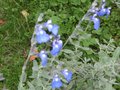 vignette Salvia jamensis ardoise bleue au 25 11 09