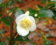 vignette Camélia ' TRANSNOKOENSIS ' camellia espèce