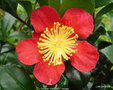 vignette Camélia ' YULETIDE ' camellia vernalis